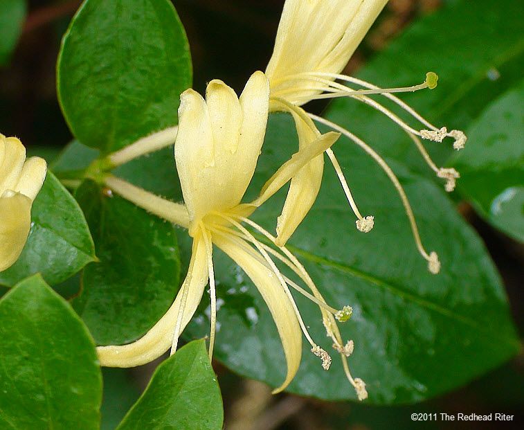 Honeysuckle Flower Sweet Nectar To Eat